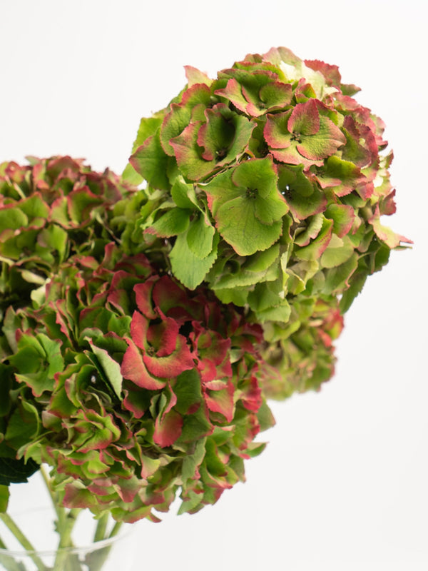 Hortensias - Omotesandō Plants