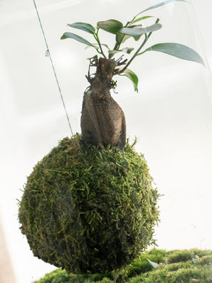 Koke Bol - Omotesandō Plants