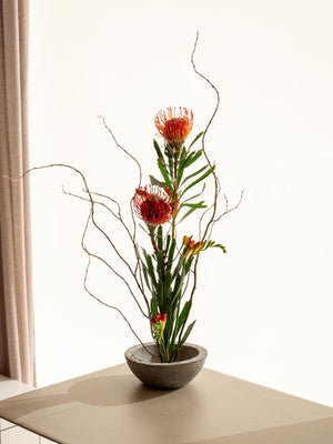 Leucade - Omotesandō Plants