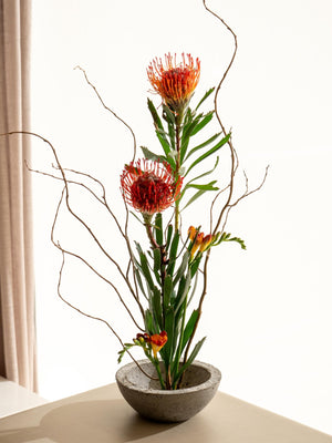 Leucade - Omotesandō Plants