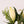 Liliums blancos - Omotesandō Plants