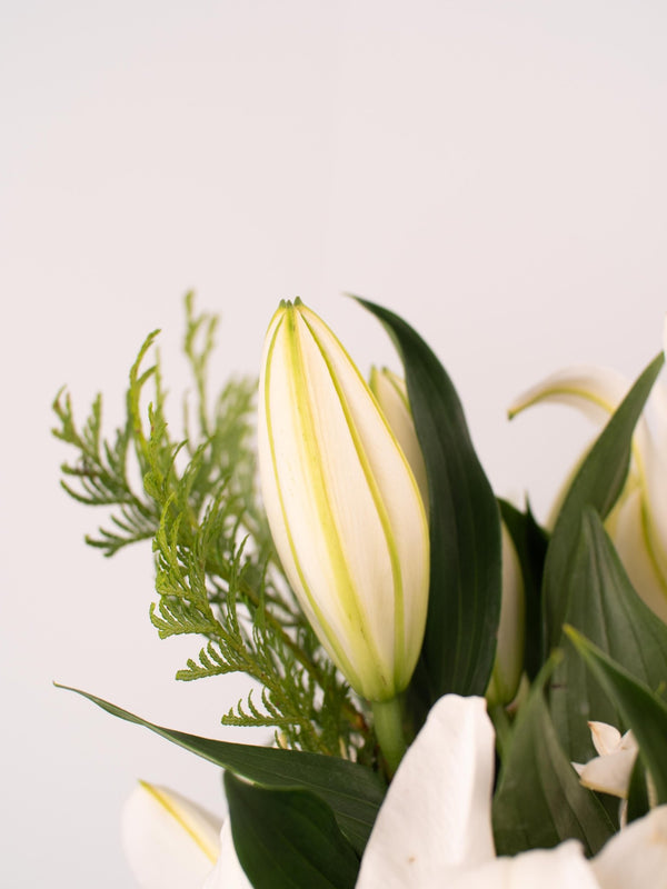 Liliums blancos - Omotesandō Plants