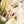 Liliums blancos - Omotesandō Plants