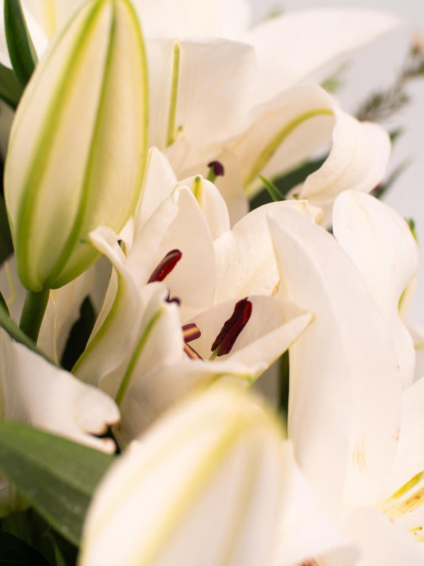 Liliums blancos - Omotesandō Plants