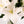 Liliums blancos - Omotesandō Plants