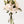 Liliums blancos - Omotesandō Plants