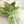 Liliums blancos - Omotesandō Plants