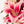 Liliums rosas - Omotesandō Plants