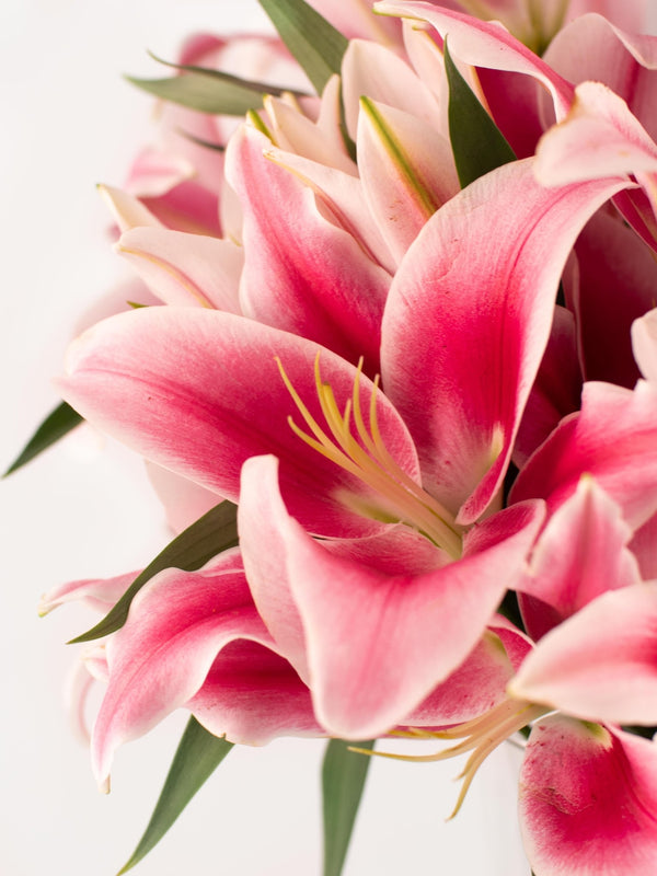 Liliums rosas - Omotesandō Plants