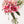 Liliums rosas - Omotesandō Plants