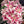 Liliums rosas - Omotesandō Plants