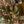 Magnolia y Erica - Omotesandō Plants