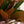 Magnolia y Erica - Omotesandō Plants
