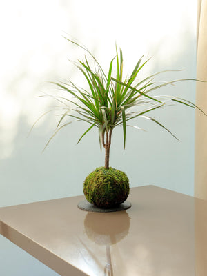 Marginata Kokedama - Omotesandō Plants