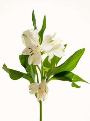 Meria - Omotesandō Plants