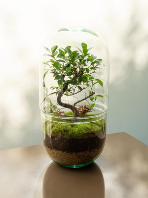 Midori - Omotesandō Plants