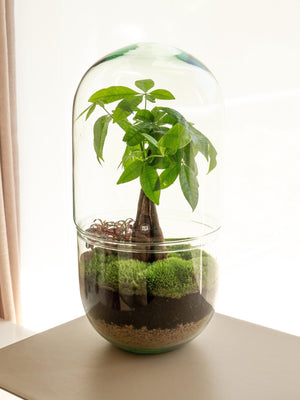 Midori Pach - Omotesandō Plants