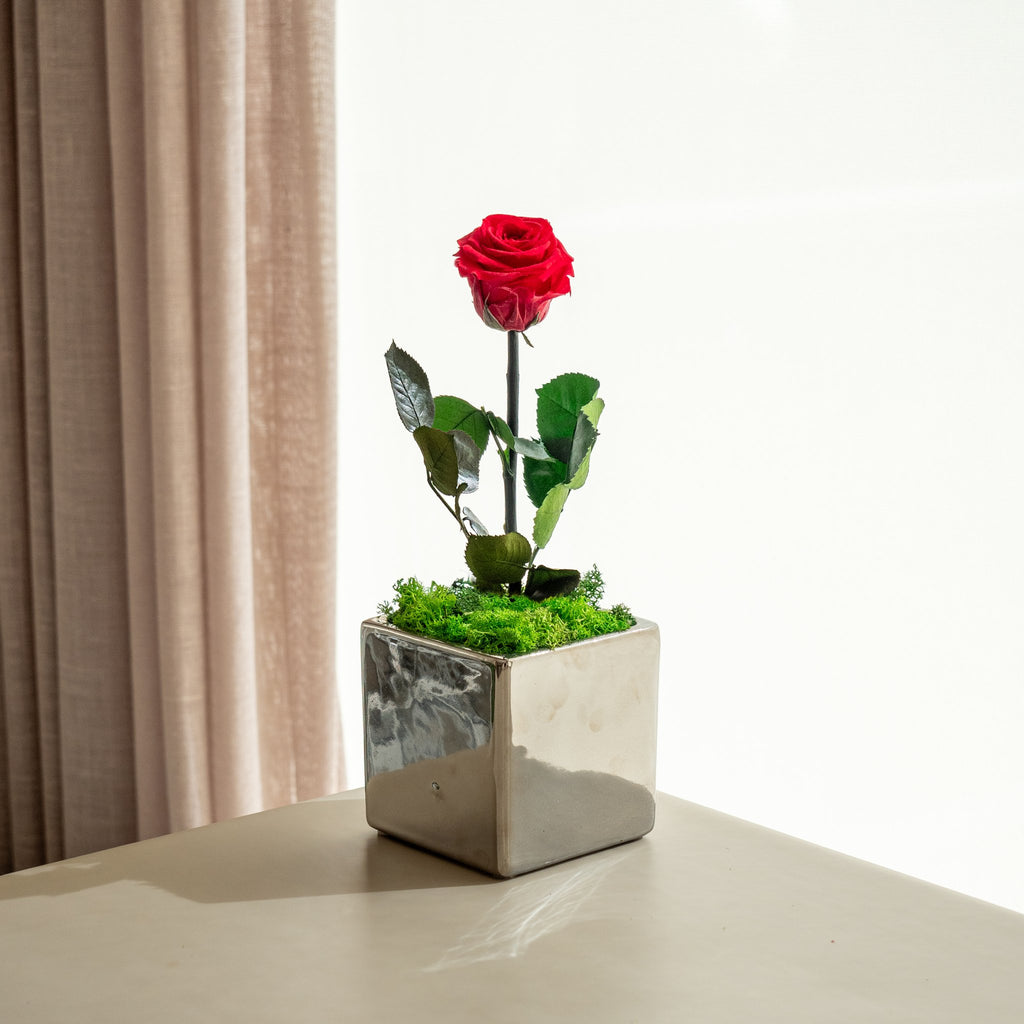 Mirror Rose - Omotesandō Plants