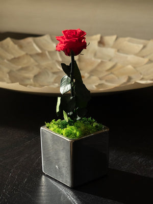 Mirror Rose - Omotesandō Plants