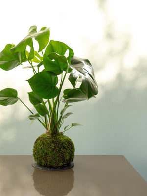 Monstera Kokedama - Omotesandō Plants