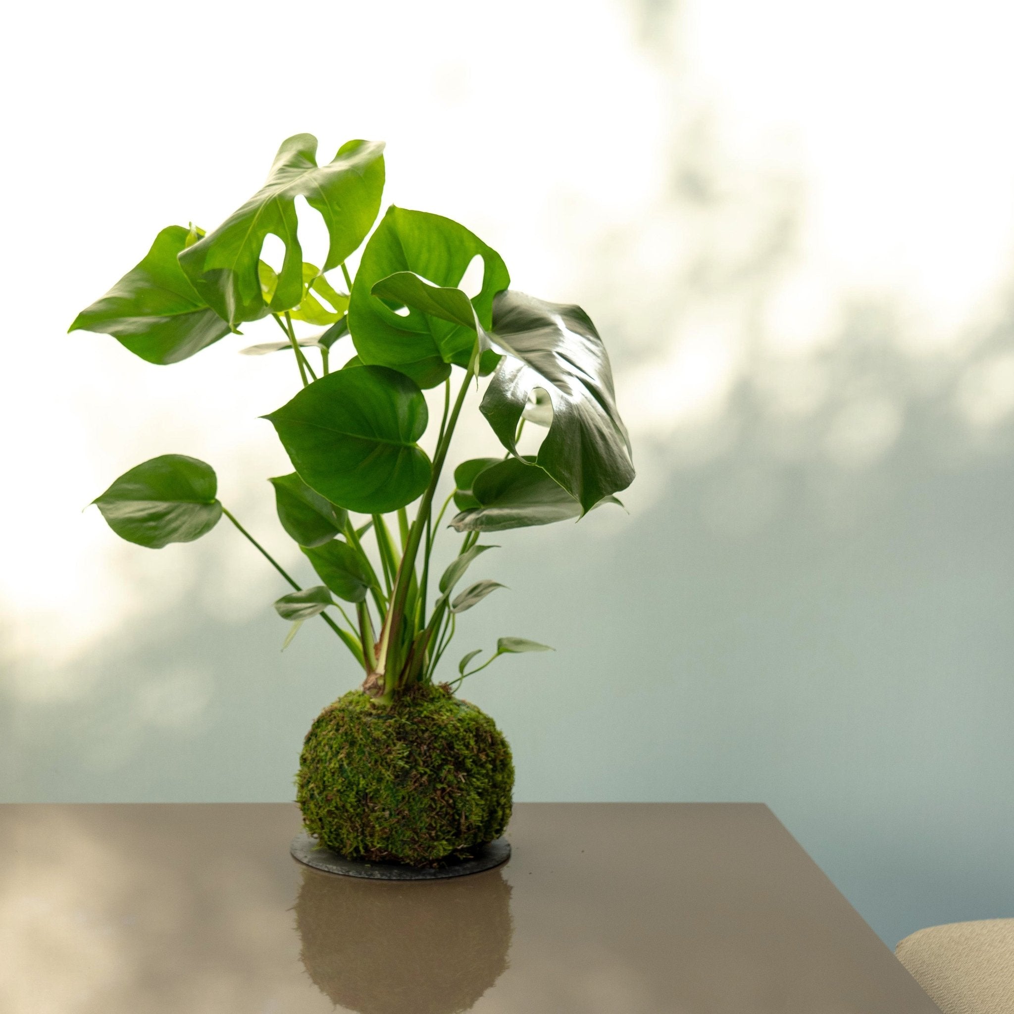 monstera deliciosa kokedama Monstera Kokedama · Buy online · Omotesandō Plants