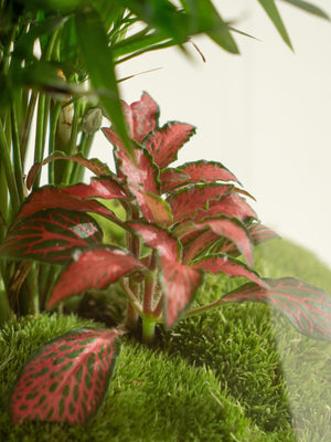 Natura Cham - Omotesandō Plants