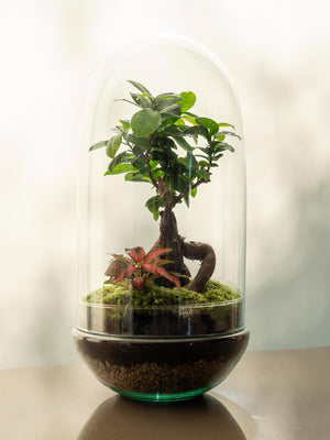 Natura Tropic - Omotesandō Plants