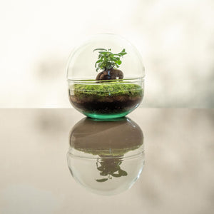 Oasis Mini - Omotesandō Plants