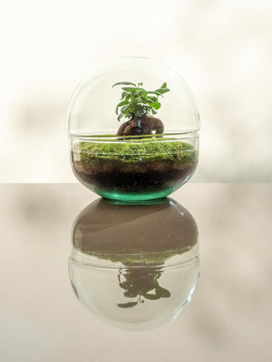 Oasis Mini - Omotesandō Plants