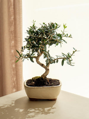 Olea Europaea - Omotesandō Plants
