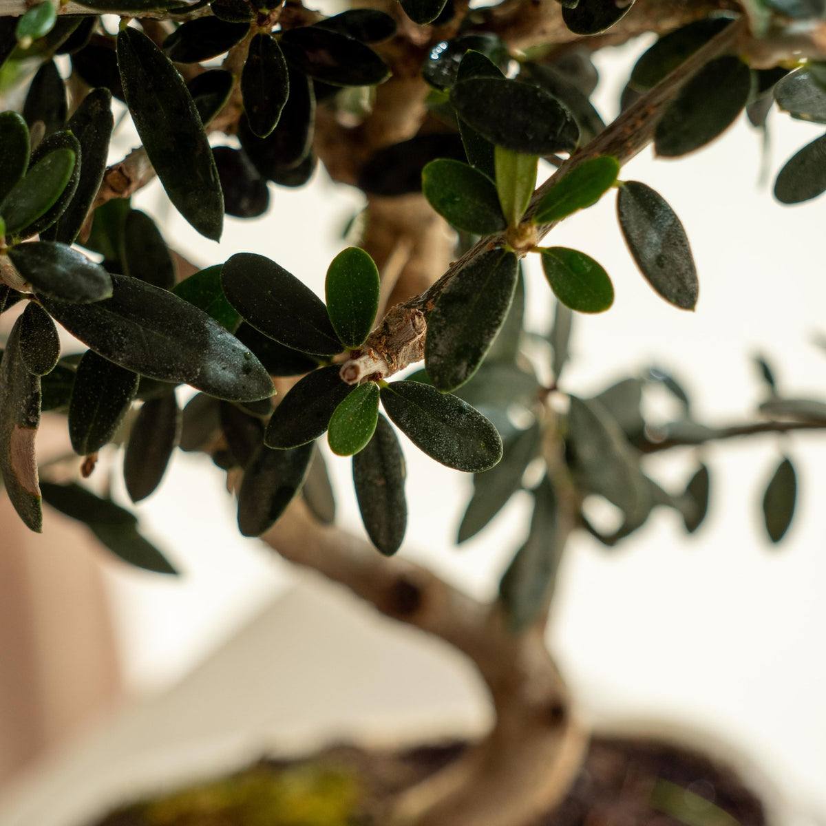 Olea Europaea · Buy olive tree bonsai · Omotesandō Plants