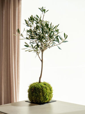 Olea Kokedama - Omotesandō Plants