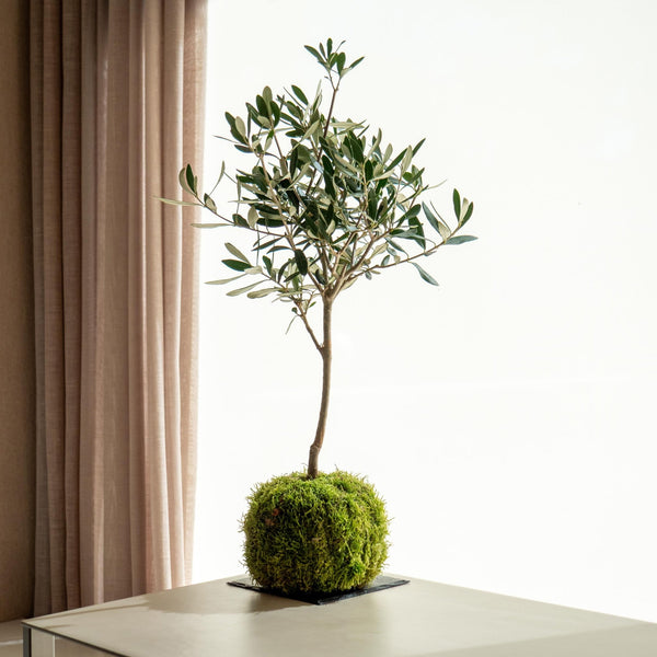 Olea Kokedama - Omotesandō Plants