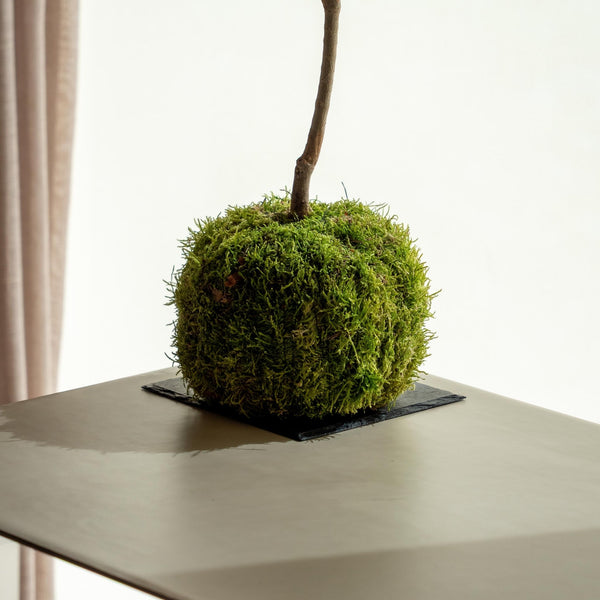 Olea Kokedama - Omotesandō Plants