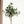 Olea Kokedama - Omotesandō Plants