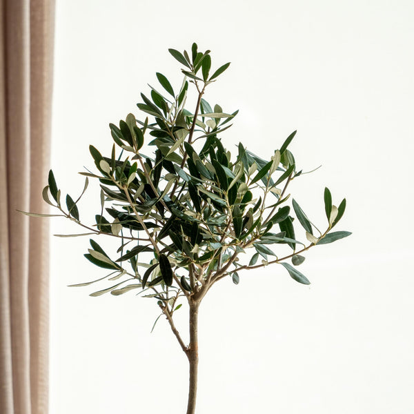 Olea Kokedama - Omotesandō Plants