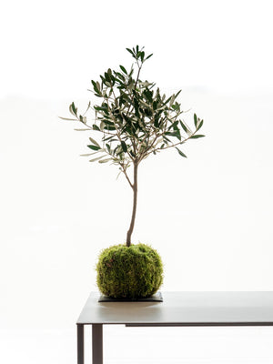 Olea Kokedama - Omotesandō Plants