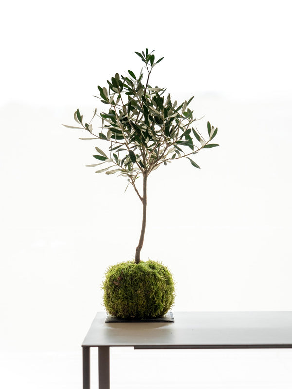 Olea Kokedama - Omotesandō Plants