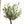 Olivo kokedama - Omotesandō Plants
