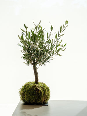 Olivo kokedama - Omotesandō Plants
