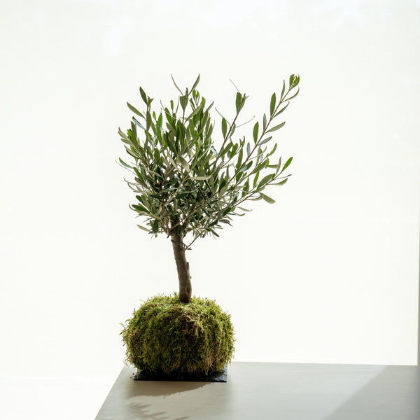 Olivo kokedama - Omotesandō Plants