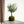 Olivo kokedama - Omotesandō Plants