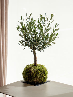 Olivo kokedama - Omotesandō Plants