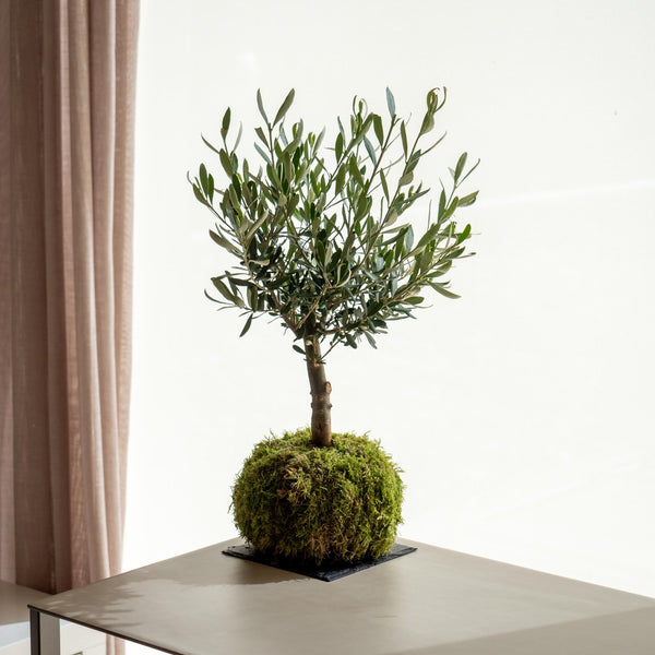 Olivo kokedama - Omotesandō Plants