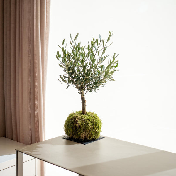 Olivo kokedama - Omotesandō Plants