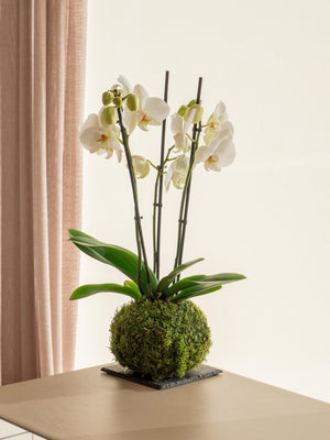 Orquídea Blanca Kokedama - Omotesandō Plants