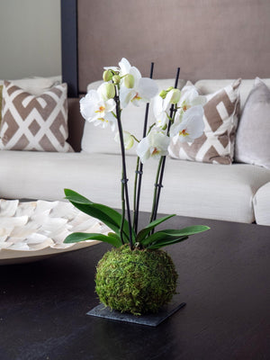 Orquídea Blanca Kokedama - Omotesandō Plants