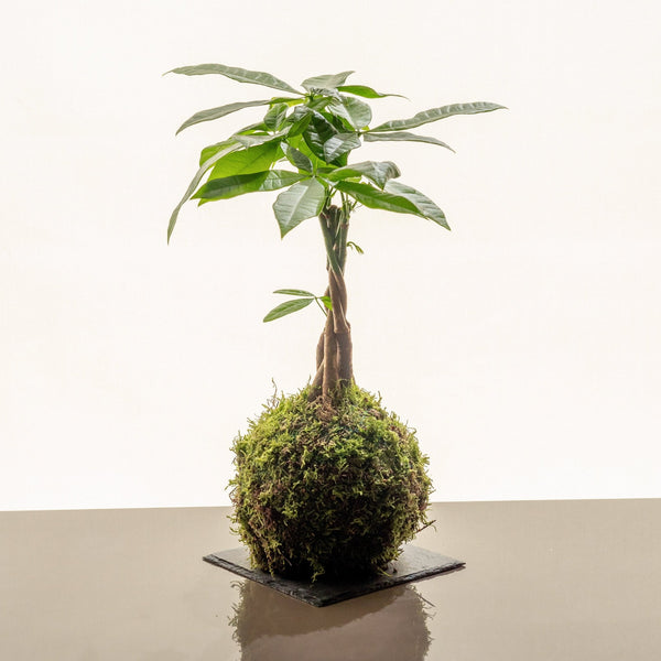 Pachira Kokedama - Omotesandō Plants