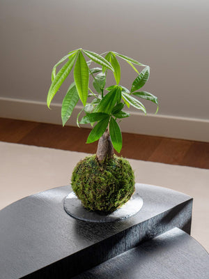 Pachira mini Kokedama - Omotesandō Plants