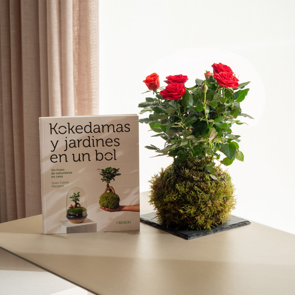 Pack rosal kokedama y libro - Omotesandō Plants